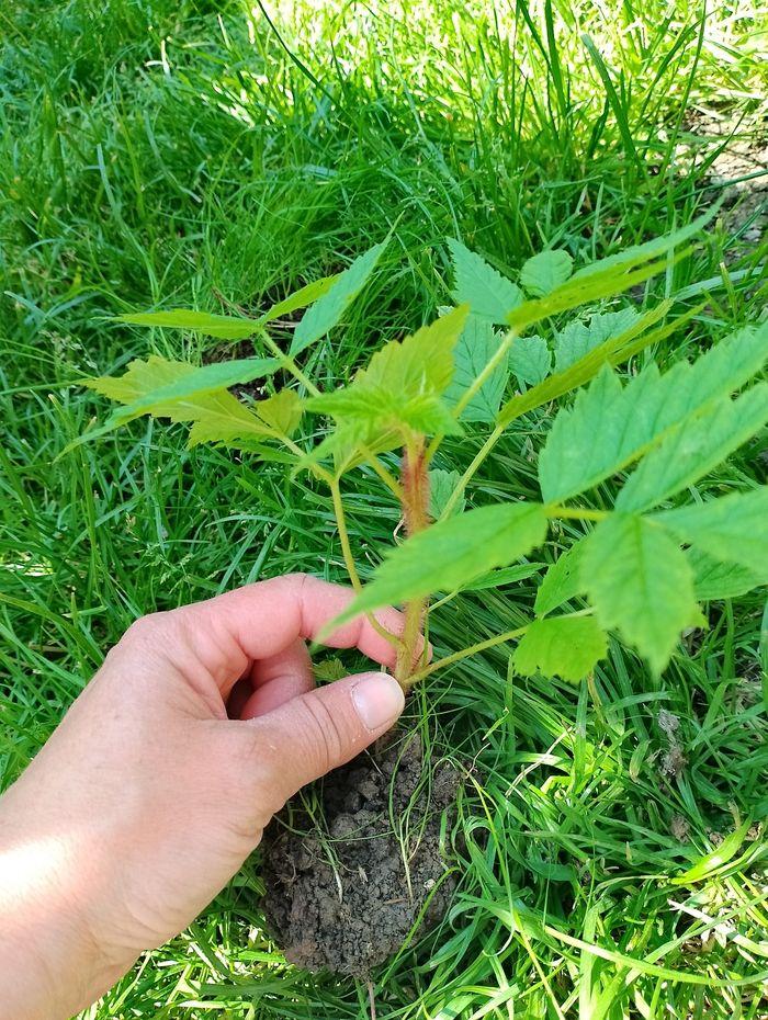 Plant de framboisier - photo numéro 4