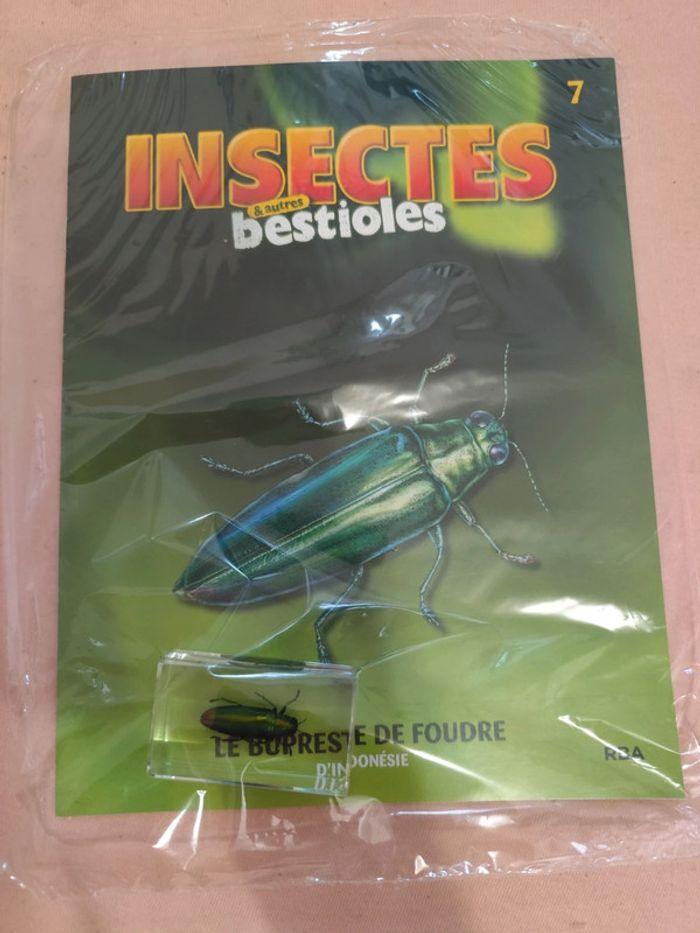 Insectes et autres bestioles n° 1.2.3.4.5.6.7 - photo numéro 7