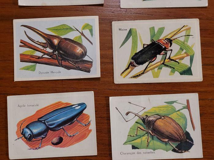 8 bon points d'école - insectes - vintage - photo numéro 3