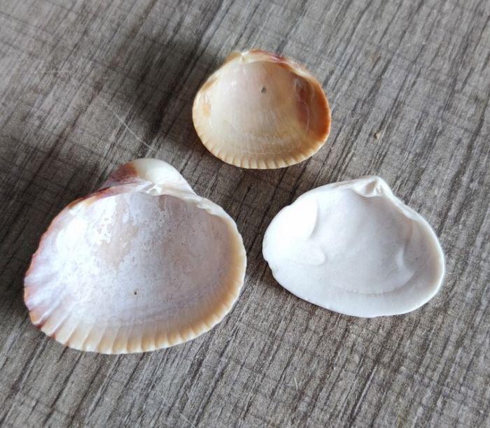 Coquillage bombé pour décoration table maison intérieur aquarium - photo numéro 2