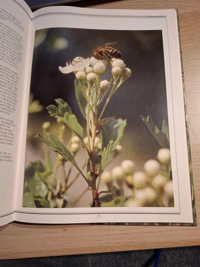 Plantes médicinales - photo numéro 4