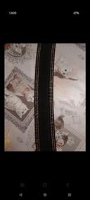 Ceinture femme