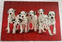 Puzzle 104 pièces - Chiots Dalmatiens