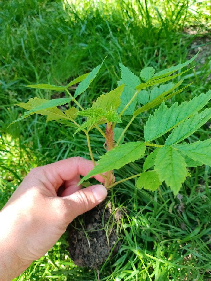 Plant de framboisier - photo numéro 5