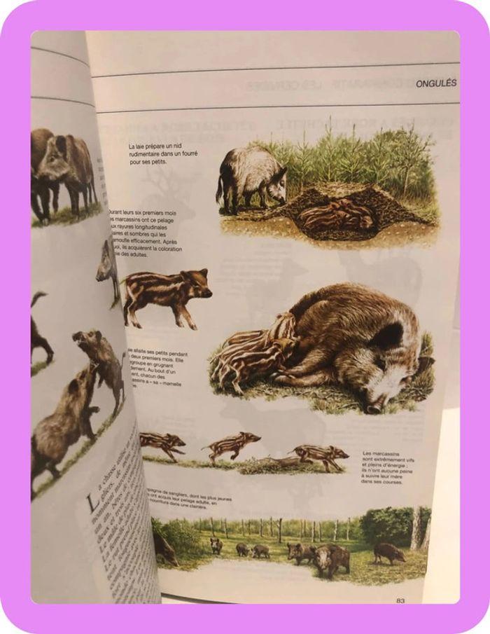 Livre guide des animaux des champs et des bois - photo numéro 13