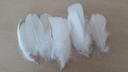 Lot de 10 plumes blanches