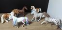 5 Chevaux & 1 Licorne