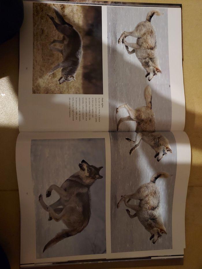 Livre  le loup sauvage et fascinant - photo numéro 3