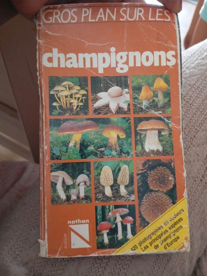 Les champignons satisfaisant - photo numéro 1