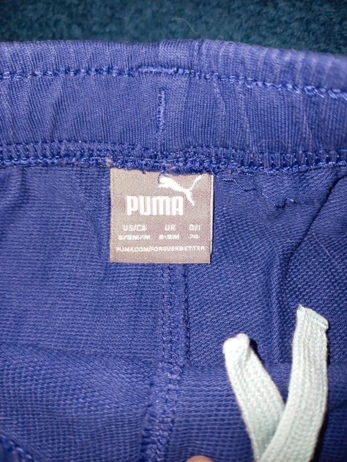 Short puma - photo numéro 2