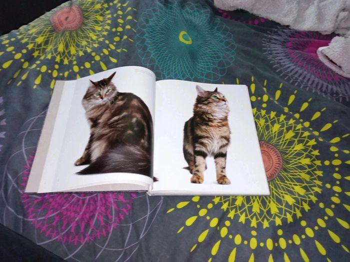 Livre photographies de chats - photo numéro 3