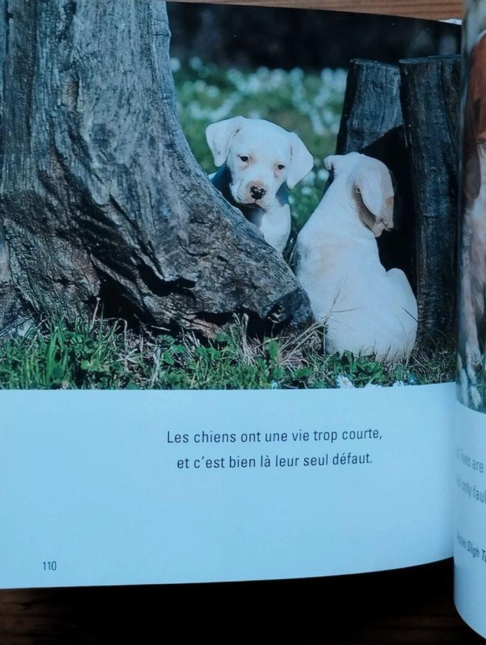 Amours de chiens, rempli de photos attendrissantes - photo numéro 4