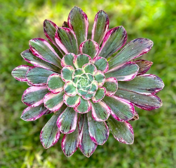 Plante Aeonium rubrolineatum variegata