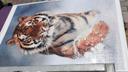 Puzzle Tigre Blanc