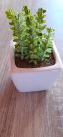 Mini plante artificielle