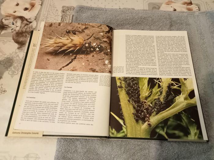 Livre insectes - photo numéro 2