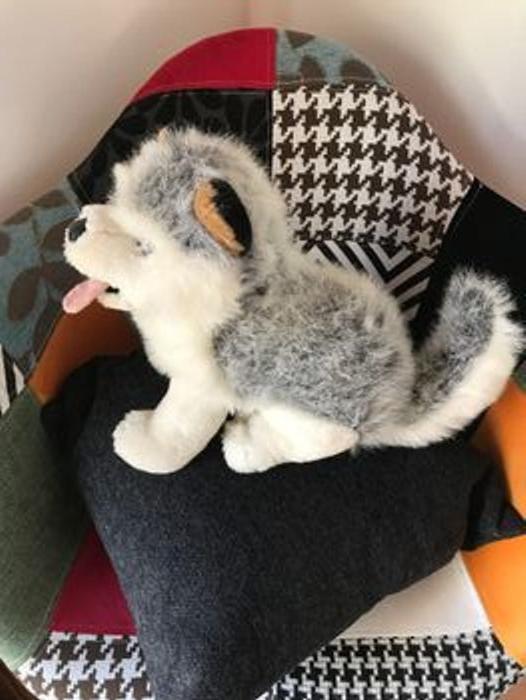 Husky peluche - photo numéro 2