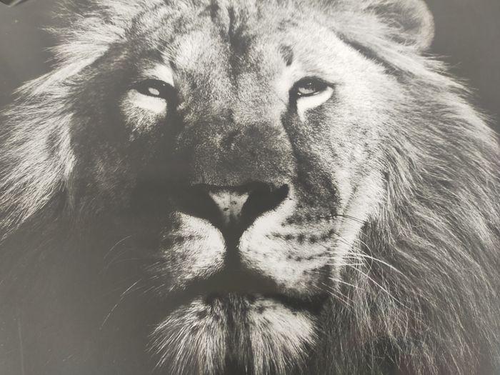 Cadre/ toile lion noir et blanc 38 x 28 cm Neuf sous blister - photo numéro 1