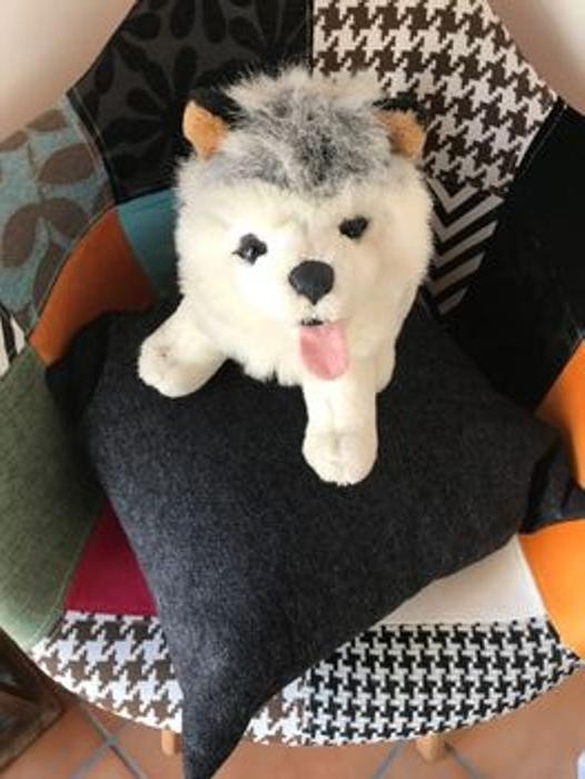 Husky peluche - photo numéro 1