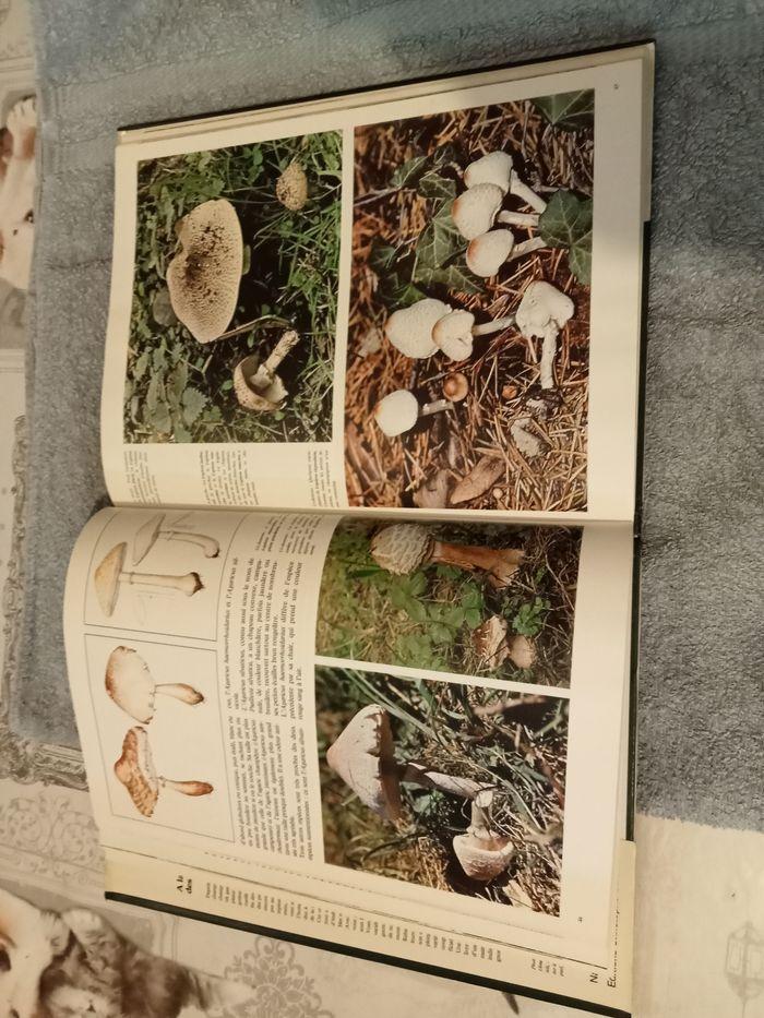 Livre champignons - photo numéro 2