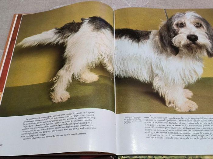 Le monde en couleur des chiens - photo numéro 4