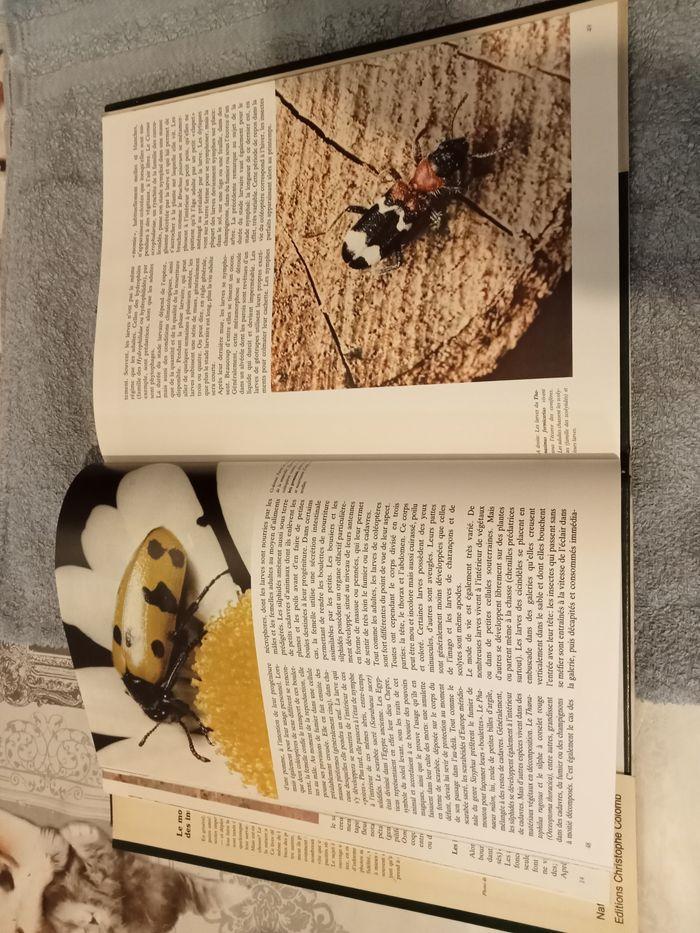 Livre insectes - photo numéro 3