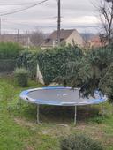 Trampoline à retirer sur place