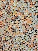 Perles ivoire et corail