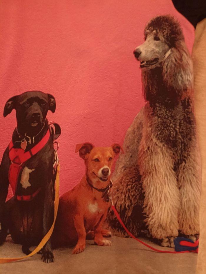 T-shirt chiens Paul Smith taille M - photo numéro 6